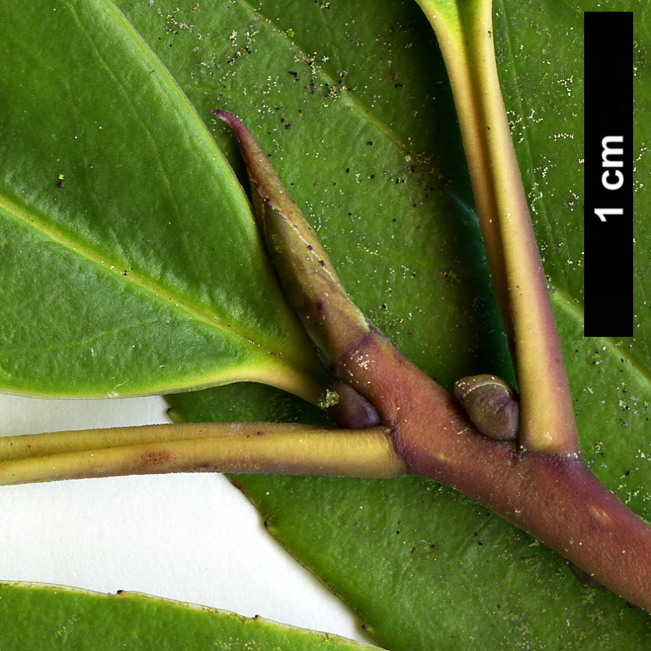 High resolution image: Family: Aquifoliaceae - Genus: Ilex - Taxon: fargesii - SpeciesSub: subsp. fargesii